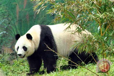 Panda Hu Chun Di Taman Safari Bagi Bagi Hadiah Peringati Ultahnya