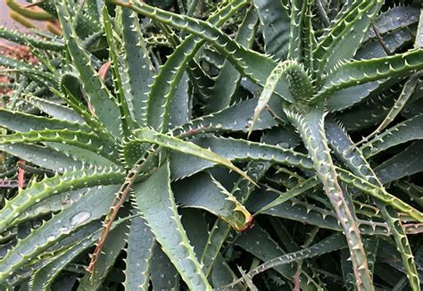 Aloe Vera: Growing, Propagation, Medicinal Uses * Big Blog of Gardening