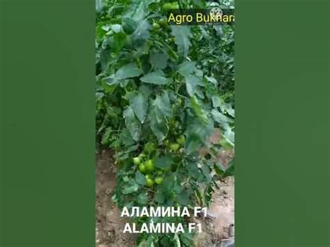 ALAMINA F1 АЛАМИНА F1 - YouTube