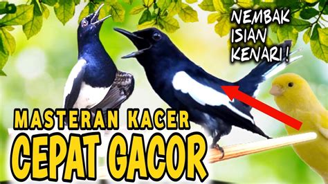 KACER GACOR ISIAN MEWAH NEMBAK ISIAN KENARI BIKIN KACER LAIN