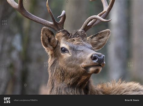 Bull Elk Face