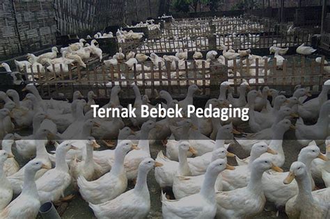 5 Cara Ternak Bebek Pedaging Untuk Pemula Memulai Budidaya