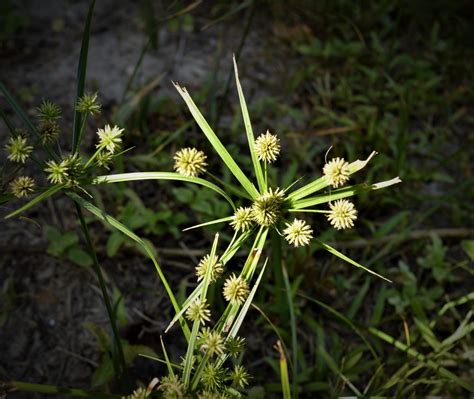 Sand Burs Control Austin Weed Control Magic Pest And Lawn Austin Tx