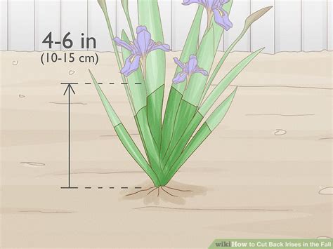 Simple Ways To Cut Back Irises In The Fall Steps