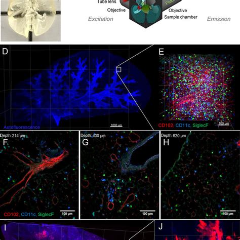 Light Sheet Fluorescence Microscopy LSFM Maps The Three Dimensional