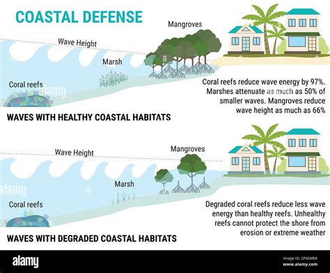 Infografía del aumento del nivel del mar Defensas costeras al aumento