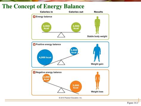 PPT Chapter 14 Energy Balance And Body Composition PowerPoint