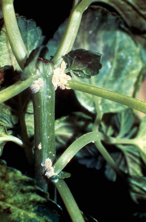 Insects On Patio Plants Walter Reeves The Georgia Gardener