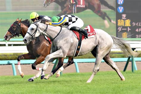 競馬初心者必見馬券予想🔥〜セントライト記念〜皐月賞馬が秋初戦を迎えます ハムスターブログ🐹〜ハムハムしながら競馬と株を嗜む〜