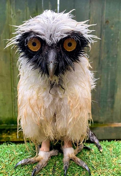 Wet Owls Are Hilariously Grumpy