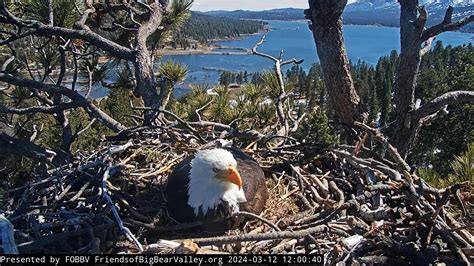 Nest Eggs Update - Big Bear Bald Eagle Cams - SPO