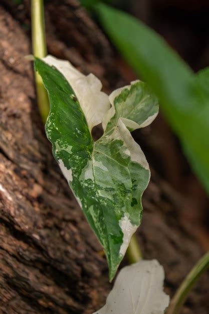 Syngonium Albo Jaspeado Blanco Plantas De Interior Y Plantas De Follaje