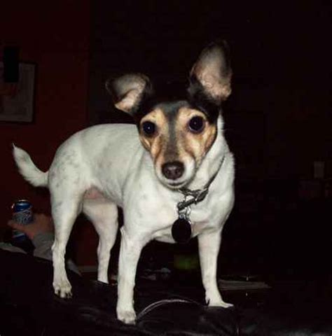 Jack Chi | Jack Chis - Chihuahua x Jack Russell Terrier