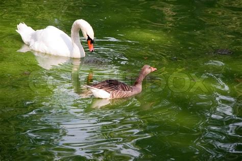 Swan and duck swimming in the water | Stock image | Colourbox