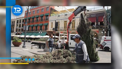 Puebla talan casi 200 árboles por considerarlos en mal estado