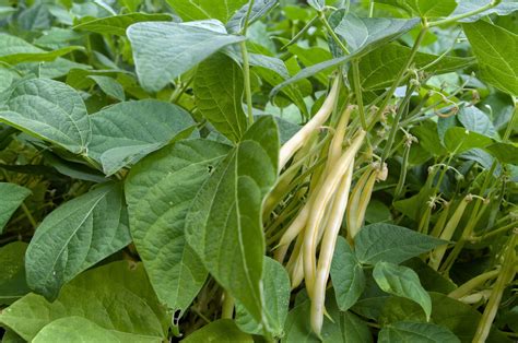 Goldrush Wax Bush Bean Seeds Heirloom Hometown Seeds