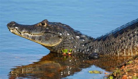 Can You Eat Caiman Power Up Cook