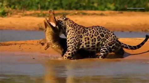 Le Jaguar Le Roi De L Amazonie Le F Lin La M Choire La Plus