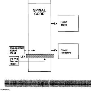 Rcbf Values In Reticular Formation Medullary Reticular Nucleus