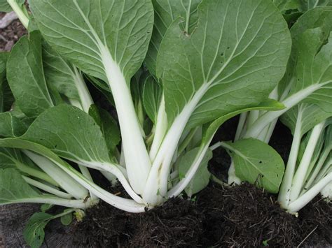 Pak Choy White Stem Oriental Greens White Harvest Seed Company