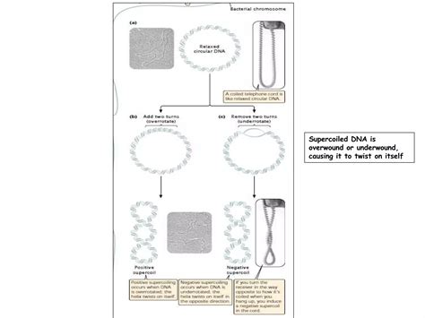 Chromosomes Structure And Function Drkamelsh Shah Psshda Kadi Ppt