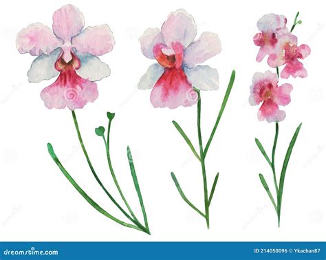 Singapore Flower Illustration Of Vanda Miss Joaquim Flowers The