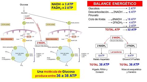 Balance Energ Tico De La Respiraci N Celular Youtube