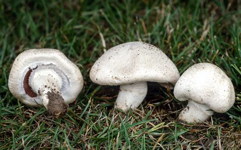 California Fungi Agaricus Campestris