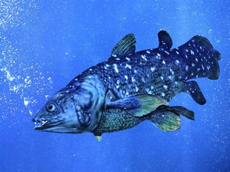 Is The Coelacanth A Living Fossil New Creation Blog