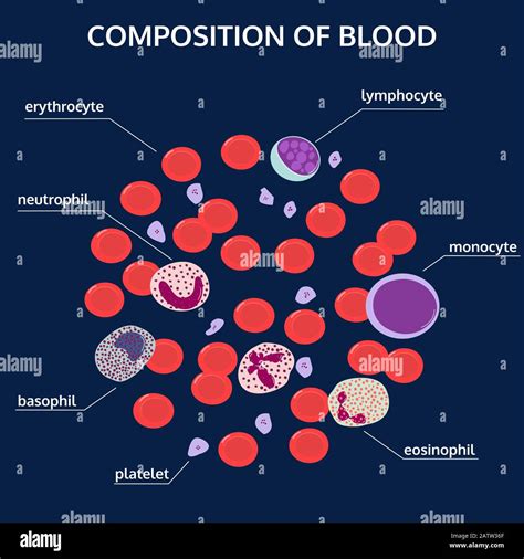 Infographics Of Composition Of Blood Red White Cells Platelets Under