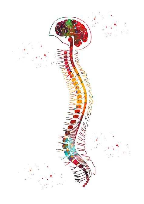 Brain With Spinal Cord Digital Art By Erzebet S Pixels