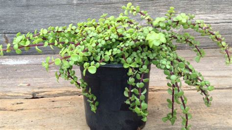 Elephant Bush Propagation: Complete Guide With 100% Effective ...