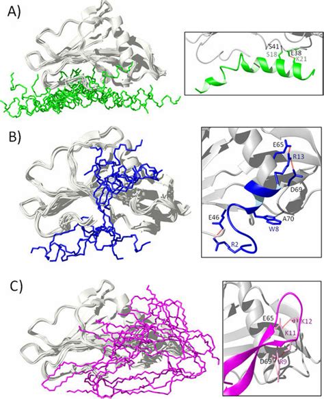 HADDOCK calculated docking models of SakΔN10 with A melittin B