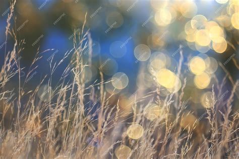 Premium Photo Dry Grass Sun Rays Background Wind Nature Landscape Freedom