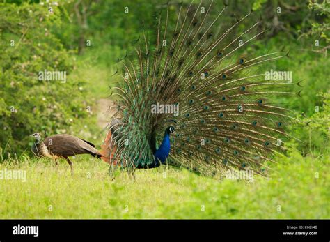 Peafowls A Male Peacock Displaying In Front Of A Female Yala National