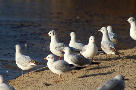 Black Headed Seagulls On The Beach Stock Photo Image Of Headed Fauna