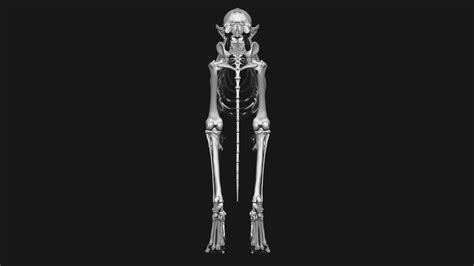 ArtStation - Fox skeleton | Resources