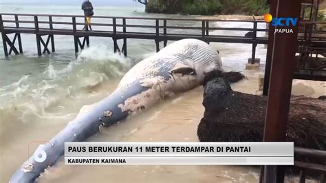 Paus Berukuran Meter Terdampar Di Pantai Liputan Papua Youtube