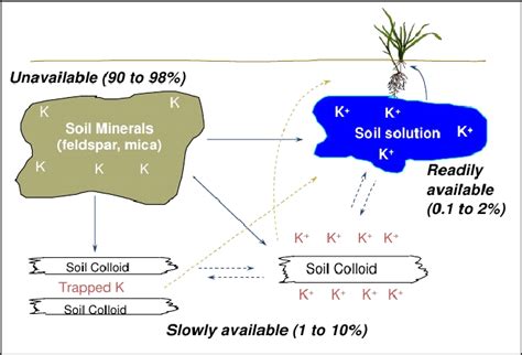 Forms Of Potassium In Soil Source Page 1982 Download Scientific Diagram