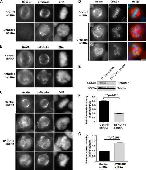 Nuclear Mitotic Apparatus Numa Interacts With And Regulates Astrin At