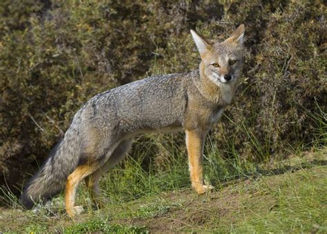 Pampas grey fox – Pampas Foxes can be found in a range of habitats in ...