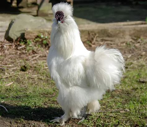 15 Best Rooster Breeds For Your Chicken Coop - Forestry.com