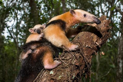 Tamandúa Tamandua Tetradactyla