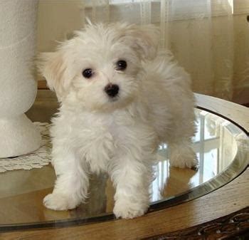 Cute Puppy Dogs: White Yorkshire Terrier Puppies