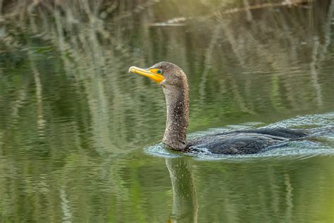 Double Crested Comorant Tony Spane Flickr