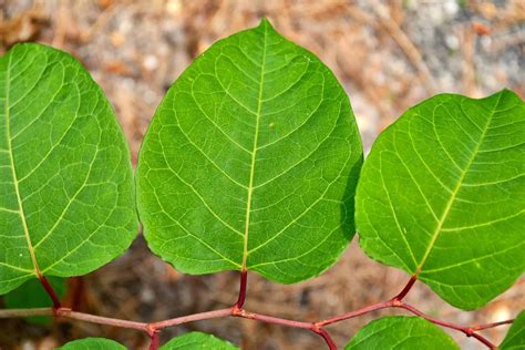 🏡 How To Identify Japanese Knotweed During Each Season A Guide