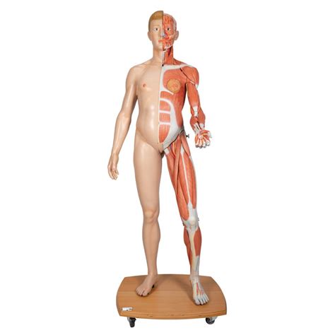 Life Size Dual Sex Human Figure Half Side With Muscles Part B Smart Anatomy SEM Trainers