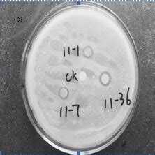 Photographic Images Of Bacterial Inhibition Zones Against Gramnegative