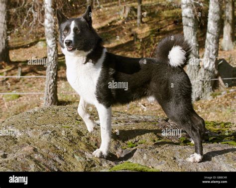 Karelian Bear Dog Stock Photo Alamy