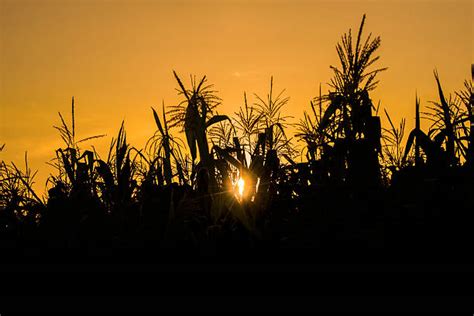 Corn Field Silhouette Stock Photos, Pictures & Royalty-Free Images - iStock